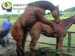 Ranch hand captures two muscular horses fucking outdoors 